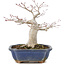 Acer palmatum, 14,5 cm, ± 15 years old