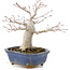 Acer palmatum, 14,5 cm, ± 15 years old