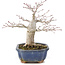 Acer palmatum, 14,5 cm, ± 15 years old