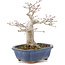 Acer palmatum, 14,5 cm, ± 15 Jahre alt