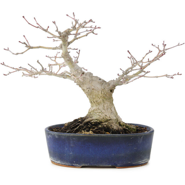 Acer palmatum, 14,5 cm, ± 15 anni