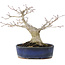 Acer palmatum, 14,5 cm, ± 15 anni