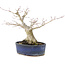 Acer palmatum, 14,5 cm, ± 15 anni