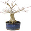 Acer palmatum, 14,5 cm, ± 15 anni