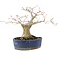 Acer palmatum, 14,5 cm, ± 15 anni