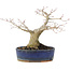 Acer palmatum, 14,5 cm, ± 15 anni