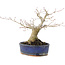 Acer palmatum, 14,5 cm, ± 15 anni