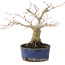 Acer palmatum, 14,5 cm, ± 15 anni