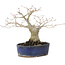 Acer palmatum, 14,5 cm, ± 15 anni