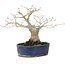 Acer palmatum, 14,5 cm, ± 15 Jahre alt