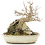 Acer palmatum, 17 cm, ± 12 Jahre alt