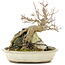 Acer palmatum, 17 cm, ± 12 years old