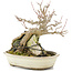 Acer palmatum, 17 cm, ± 12 years old