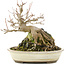 Acer palmatum, 17 cm, ± 12 Jahre alt