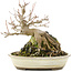 Acer palmatum, 17 cm, ± 12 years old