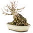 Acer palmatum, 17 cm, ± 12 years old