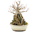 Acer palmatum, 17 cm, ± 12 Jahre alt