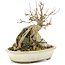 Acer palmatum, 17 cm, ± 12 Jahre alt
