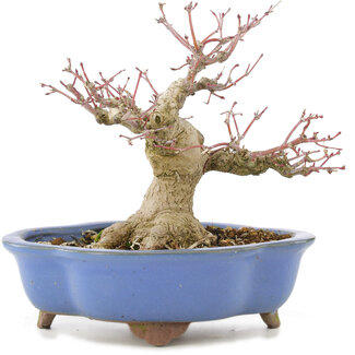 Acer palmatum, 16 cm, ± 20 años