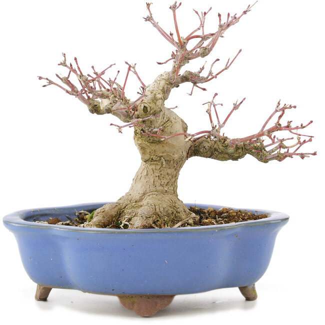 Acer palmatum, 16 cm, ± 20 años