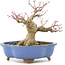 Acer palmatum, 16 cm, ± 20 años