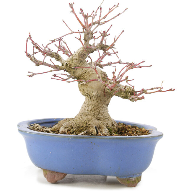 Acer palmatum, 16 cm, ± 20 Jahre alt