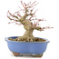 Acer palmatum, 16 cm, ± 20 años