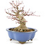 Acer palmatum, 16 cm, ± 20 años