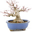 Acer palmatum, 16 cm, ± 20 años