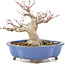Acer palmatum, 16 cm, ± 20 años