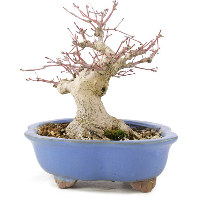 Acer palmatum, 16 cm, ± 20 anni