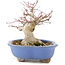 Acer palmatum, 16 cm, ± 20 años