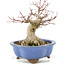 Acer palmatum, 16 cm, ± 20 Jahre alt