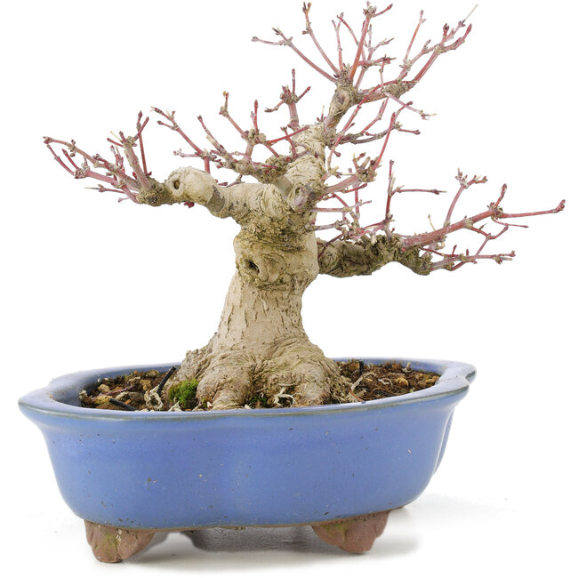 Acer palmatum, 16 cm, ± 20 años