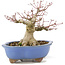 Acer palmatum, 16 cm, ± 20 jaar oud