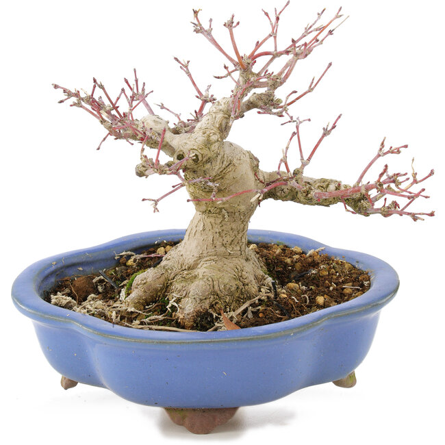 Acer palmatum, 16 cm, ± 20 Jahre alt