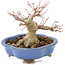 Acer palmatum, 16 cm, ± 20 años