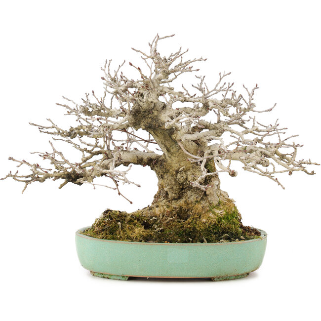 Carpinus coreana, 17,5 cm, ± 35 anni, disegnato da Urushibata di Taishoen, con una bella base, tronco d'albero e ramificazioni