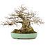 Carpinus coreana, 17,5 cm, ± 35 Jahre alt, gestaltet von Urushibata aus Taishoen, mit schöner Basis, Baumstamm und Verzweigung