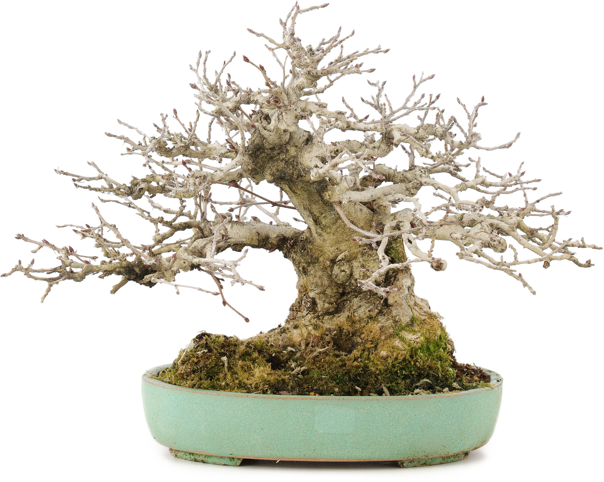 Carpinus coreana, 17,5 cm, ± 35 Jahre alt, gestaltet von Urushibata aus