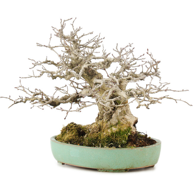 Carpinus coreana, 17,5 cm, ± 35 años, labrado por Urushibata de Taishoen, con una hermosa base, tronco y ramificación