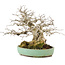 Carpinus coreana, 17,5 cm, ± 35 jaar oud, gestyled door Urushibata van Taishoen, met een mooie voet, boomstam en vertakking