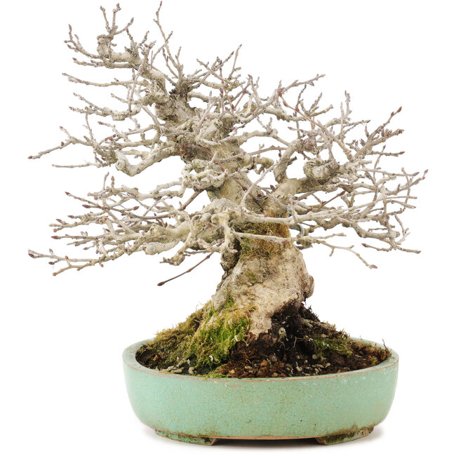 Carpinus coreana, 17,5 cm, ± 35 years old, styled by Urushibata of Taishoen, with a beautiful base, tree trunk and ramification