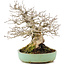 Carpinus coreana, 17,5 cm, ± 35 years old, styled by Urushibata of Taishoen, with a beautiful base, tree trunk and ramification