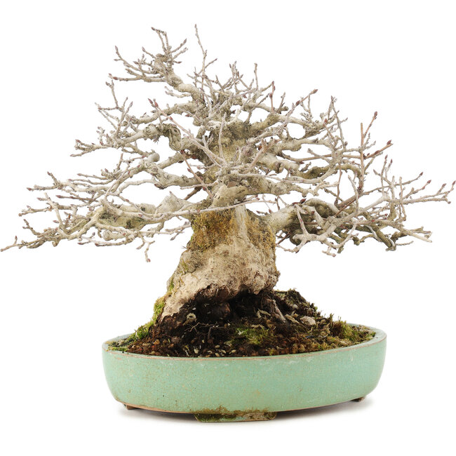 Carpinus coreana, 17,5 cm, ± 35 years old, styled by Urushibata of Taishoen, with a beautiful base, tree trunk and ramification