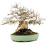 Carpinus coreana, 17,5 cm, ± 35 Jahre alt, gestaltet von Urushibata aus Taishoen, mit schöner Basis, Baumstamm und Verzweigung