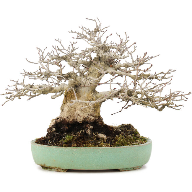 Carpinus coreana, 17,5 cm, ± 35 years old, styled by Urushibata of Taishoen, with a beautiful base, tree trunk and ramification
