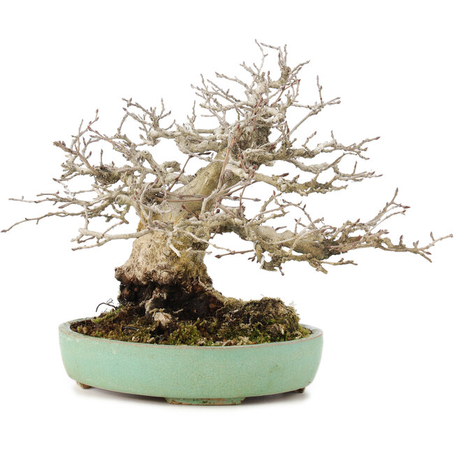 Carpinus coreana, 17,5 cm, ± 35 years old, styled by Urushibata of Taishoen, with a beautiful base, tree trunk and ramification