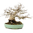 Carpinus coreana, 17,5 cm, ± 35 Jahre alt, gestaltet von Urushibata aus Taishoen, mit schöner Basis, Baumstamm und Verzweigung