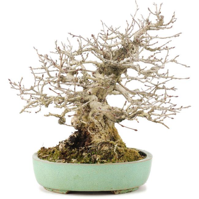Carpinus coreana, 17,5 cm, ± 35 years old, styled by Urushibata of Taishoen, with a beautiful base, tree trunk and ramification